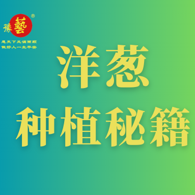 洋蔥種植秘籍：掌握這八點，種出優(yōu)質(zhì)洋蔥！
